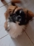 Пекинез, снимка 1