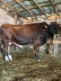 Продавам 3 Мъжки Телета , снимка 1