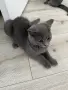 Британски късокосмести котенца, снимка 2