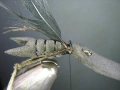 Изкуствени мухи - щурец, снимка 13