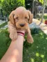Кавапу & Cavapoo, снимка 2