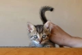 Малки котенца търсят дом, снимка 5