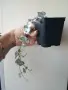 Церопегия, ceropegia woodii variegata, снимка 4