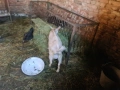 Продавам ярета , снимка 7
