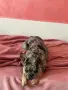 Френски булдог. , снимка 4