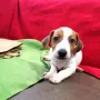 чистокръвни джакчета , снимка 7
