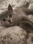 Продавам британска котка, снимка 3