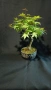бонсай японски клен bonsai Acer palmatum , снимка 1