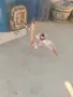 казани за ракия всякакви литри и всякакви модели, снимка 5