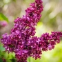Люляк / Lilac, снимка 9