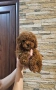 пудел той/poodle toy/, снимка 2