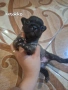 Френски булдог , снимка 3