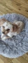 ПРОДАВАМ Той пудел (Toy Poodle), снимка 1