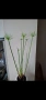 Водна палма, циперус, cyperus Haspan, снимка 2