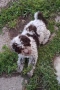 Бебета Лагото Романьоло / Lagotto Romagnolo, снимка 2