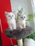 Британски и Шотландски котенца, снимка 7