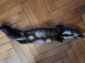 Кожена яка, снимка 5