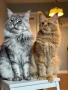 Мейн кун котенца / Мейн куун котенца / Maine coon kittens, снимка 6