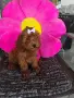 предлагам кавапу момиченце , снимка 1