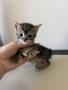 Подарявам котенца, снимка 2