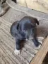 Подарявам малко кученце , снимка 2