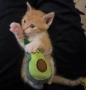 Мъжко коте търси своя постоянен дом, снимка 2