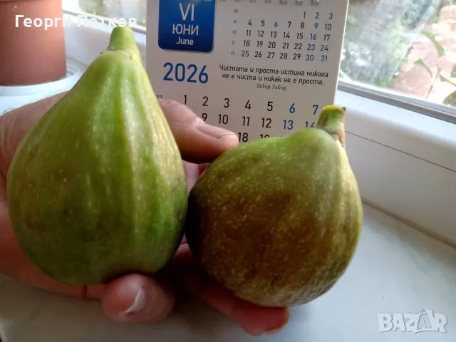 Смокини с височина 25 - 30см., снимка 2 - Градински цветя и растения - 54262046