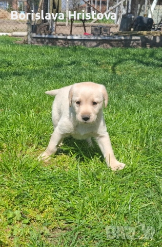 Чистокръвен Лабрадор Ретривър, снимка 7 - Лабрадор ретривър - 54161051