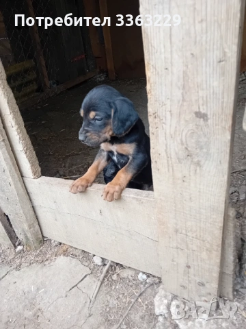 Продавам гонче, снимка 4 - Гонче - 54358672