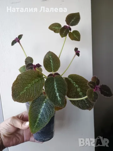 Еписция, episcia - La Soledad Bronze