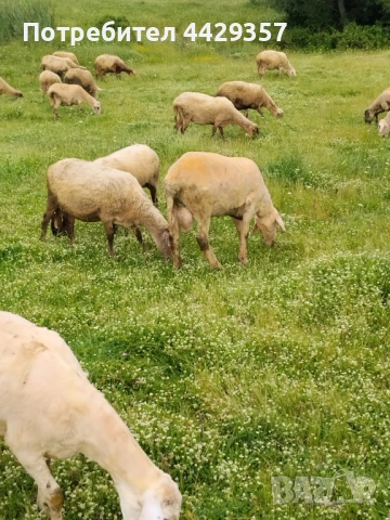 Асаф - коч, снимка 2 - Овце - 54911855