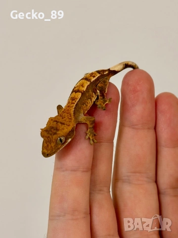Ресничест гекон (Correlophus Ciliatus), снимка 3 - Гекон - 48348450