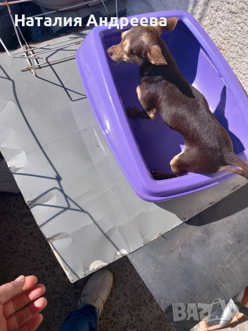 Предлагам мъжки пинчер за разплод , снимка 2 - Пинчер - 54207855