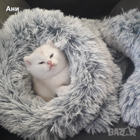 Много Красиво Котенце .Момченце като Меченце, снимка 4 - Британска късокосместа - 54412483