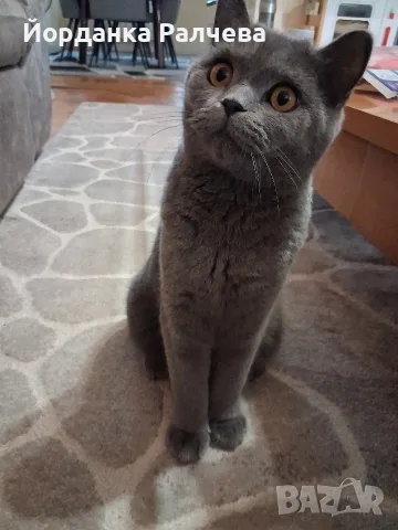Британска женска котка, снимка 7 - Британска късокосместа - 55590061