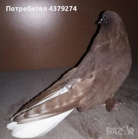 Николаевски пеперуди, снимка 4 - Гълъби - 54031886