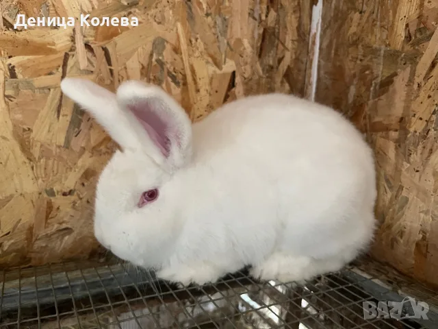 Продавам  Зайци, снимка 2 - Други - 55597247