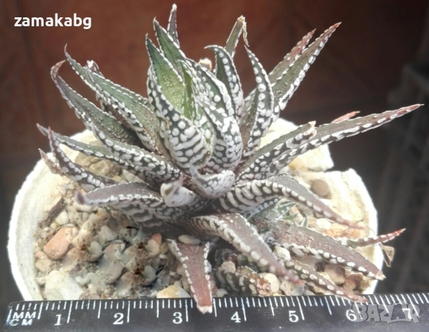 Хавортия голяма (Haworthia Fasciata BIG BAND), сукулентно растение