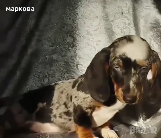  всички породи кученца, снимка 4 - Други - 55613591