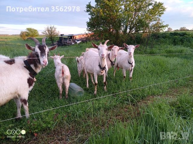 кози на първо яре , снимка 3 - Кози - 54531280