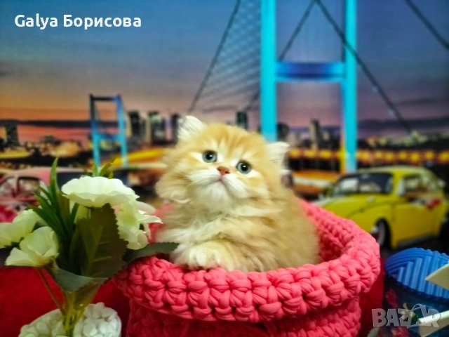 Британски биколори , снимка 7 - Британска късокосместа - 54162093