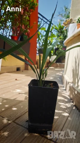 🌴 Канарска финикова палма (Phoenix canariensis) – здраво младо растение, снимка 4 - Градински цветя и растения - 55661591