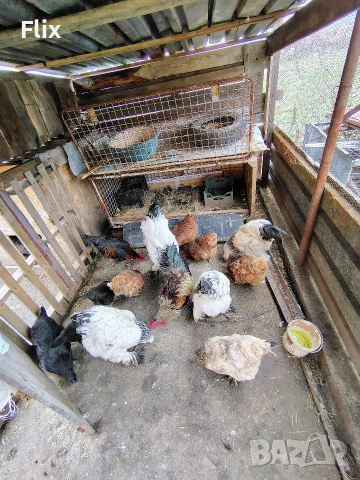 разплодни яйца , снимка 5 - Кокошки и пуйки - 54055847