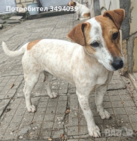 Джак Ръсел Териер 