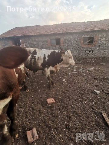 Majki mesodaini teleta 5 evro jivo teglo 3 broq mejdo 250 i 300 kg, снимка 4 - Крави - 55149076
