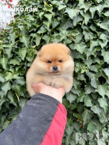 Померан мини момиче. Померанче