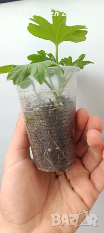 Pelargonium Tito Song Bit, снимка 3 - Стайни растения - 54187789