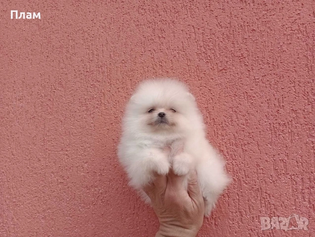 Померани.Реални снимки ! , снимка 5 - Померан - 54051834