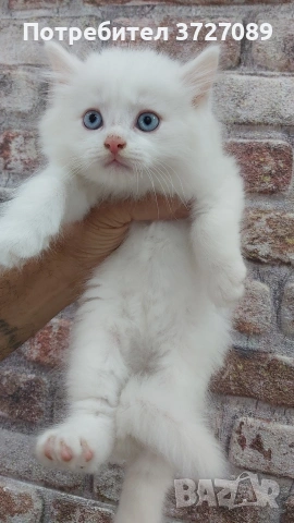 Ангорска котка, снимка 3 - Ангорски - 54727476