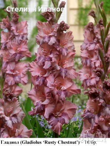 Гладиол (Gladiolus ‘Rusty Chestnut’) - грудки